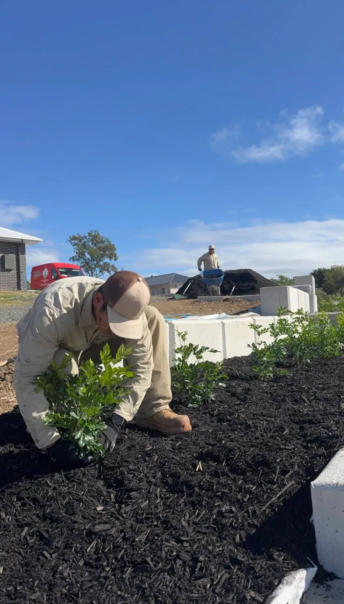 Lou's team member planting shrubs in a freshly mulched garden bed