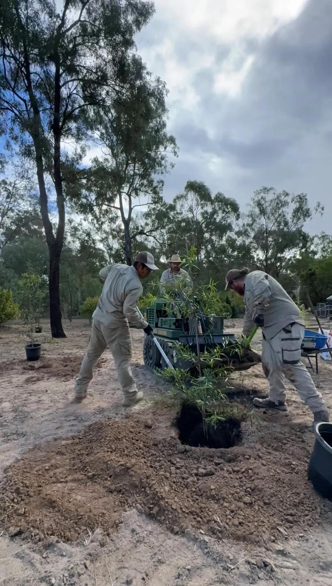 Lou's landscaping team preparing trees for planting